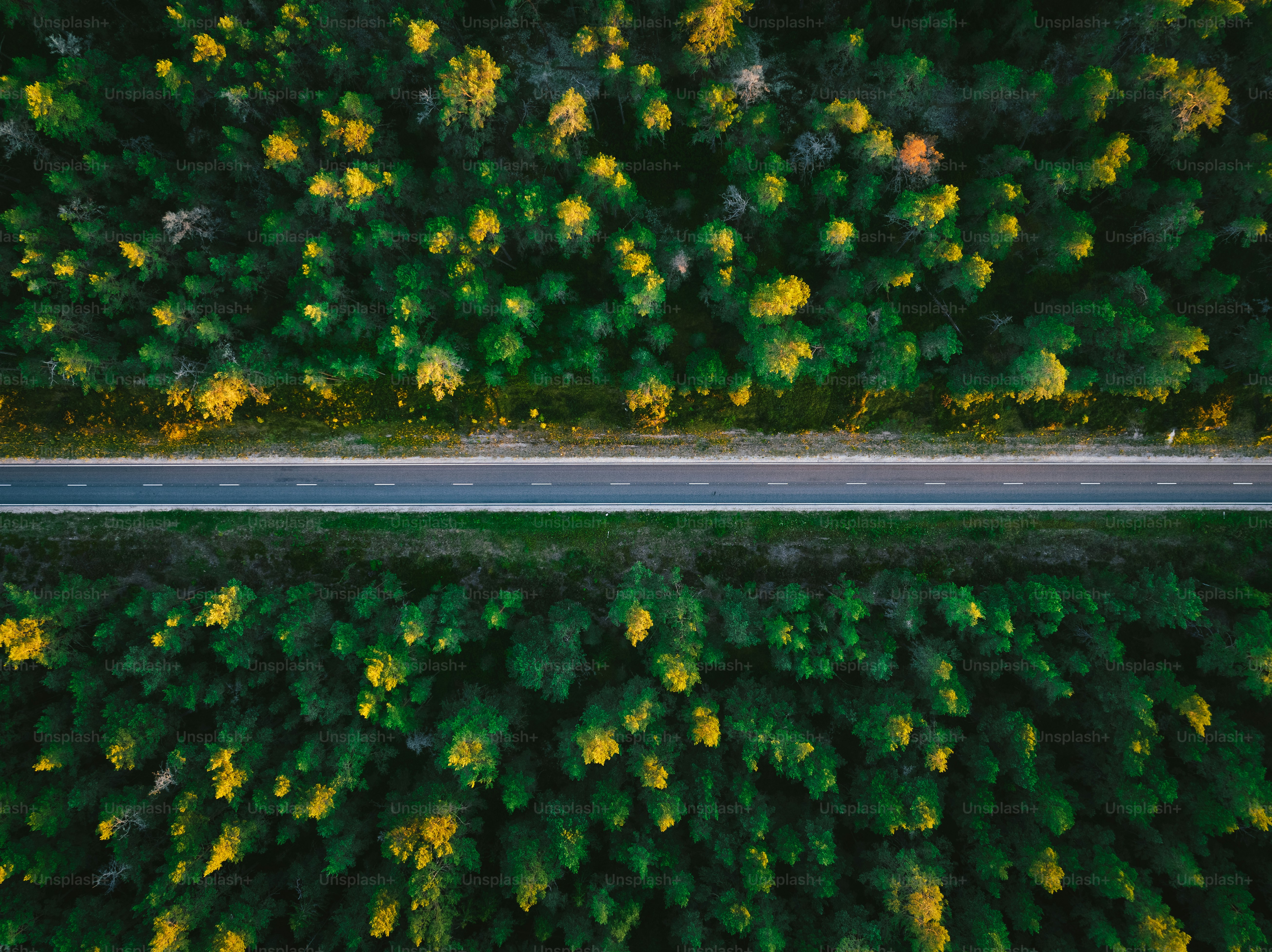Tableau Décoratif Route En Forêt - Toile Sur Cadre, Prêt à Accrocher, Plusieurs Coloris