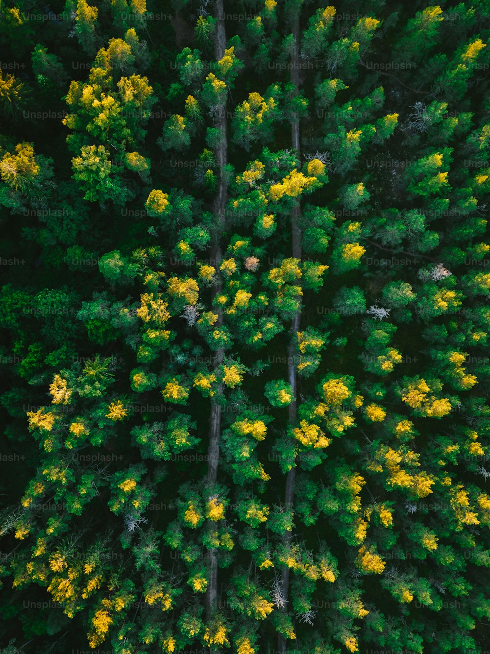 an aerial view of a forest with yellow flowers