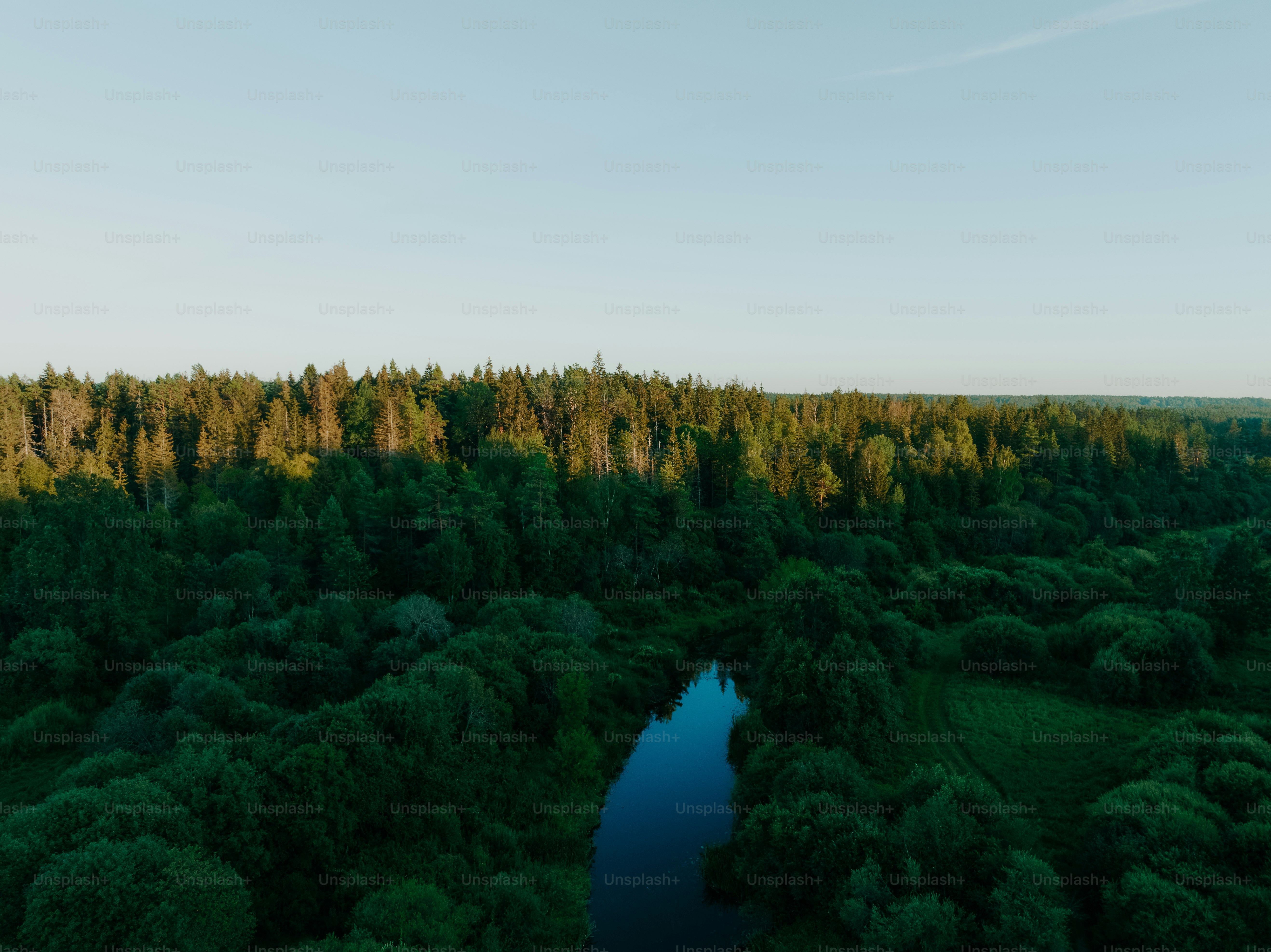 Un fiume che attraversa una lussureggiante foresta verde
