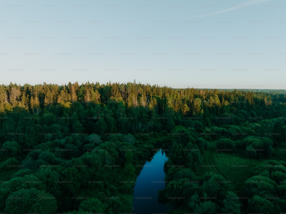 a river running through a lush green forest