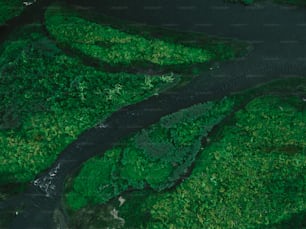 Un fiume che attraversa una lussureggiante foresta verde