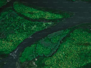 Un río que atraviesa un frondoso bosque verde