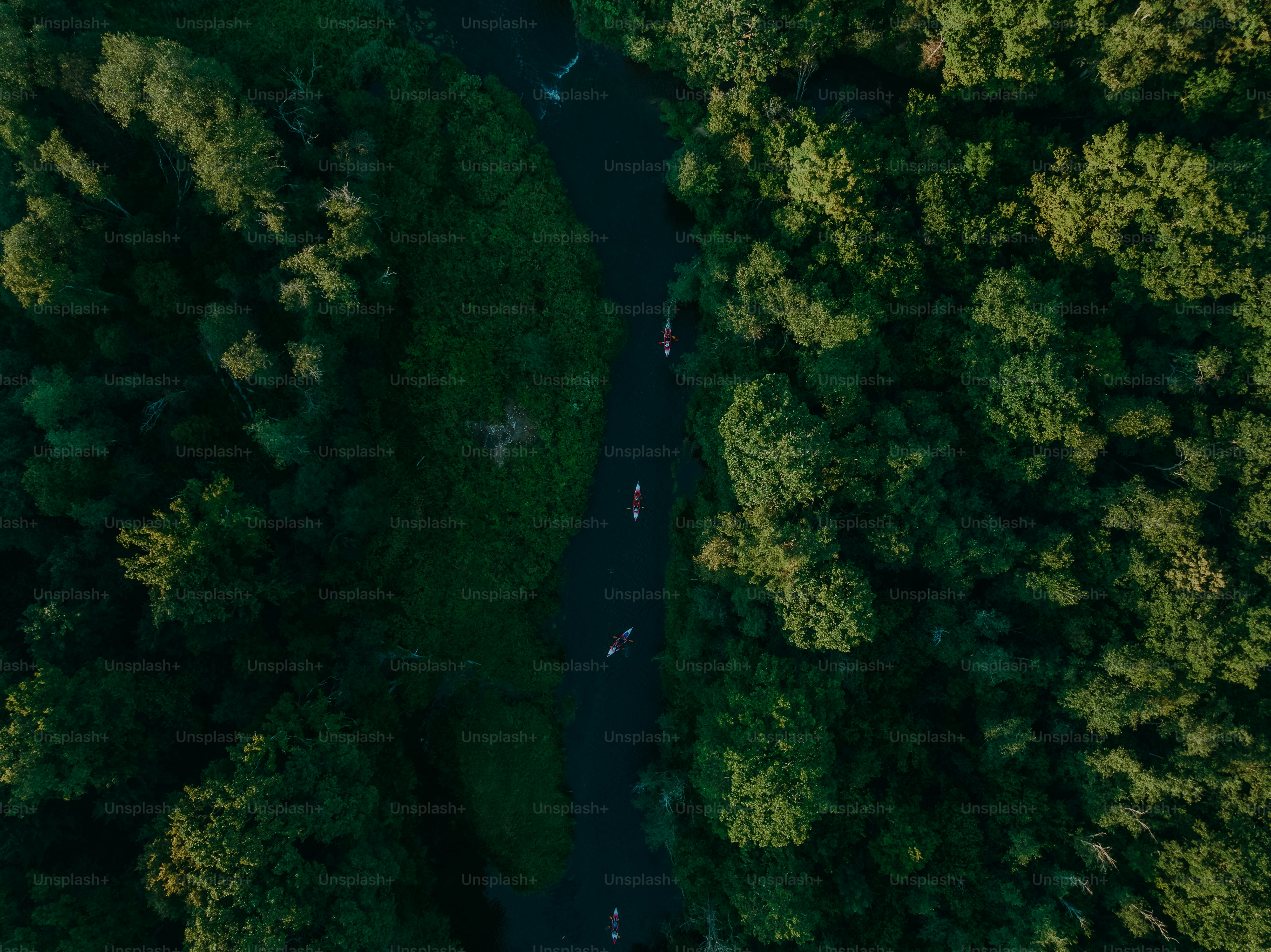 a river running through a lush green forest