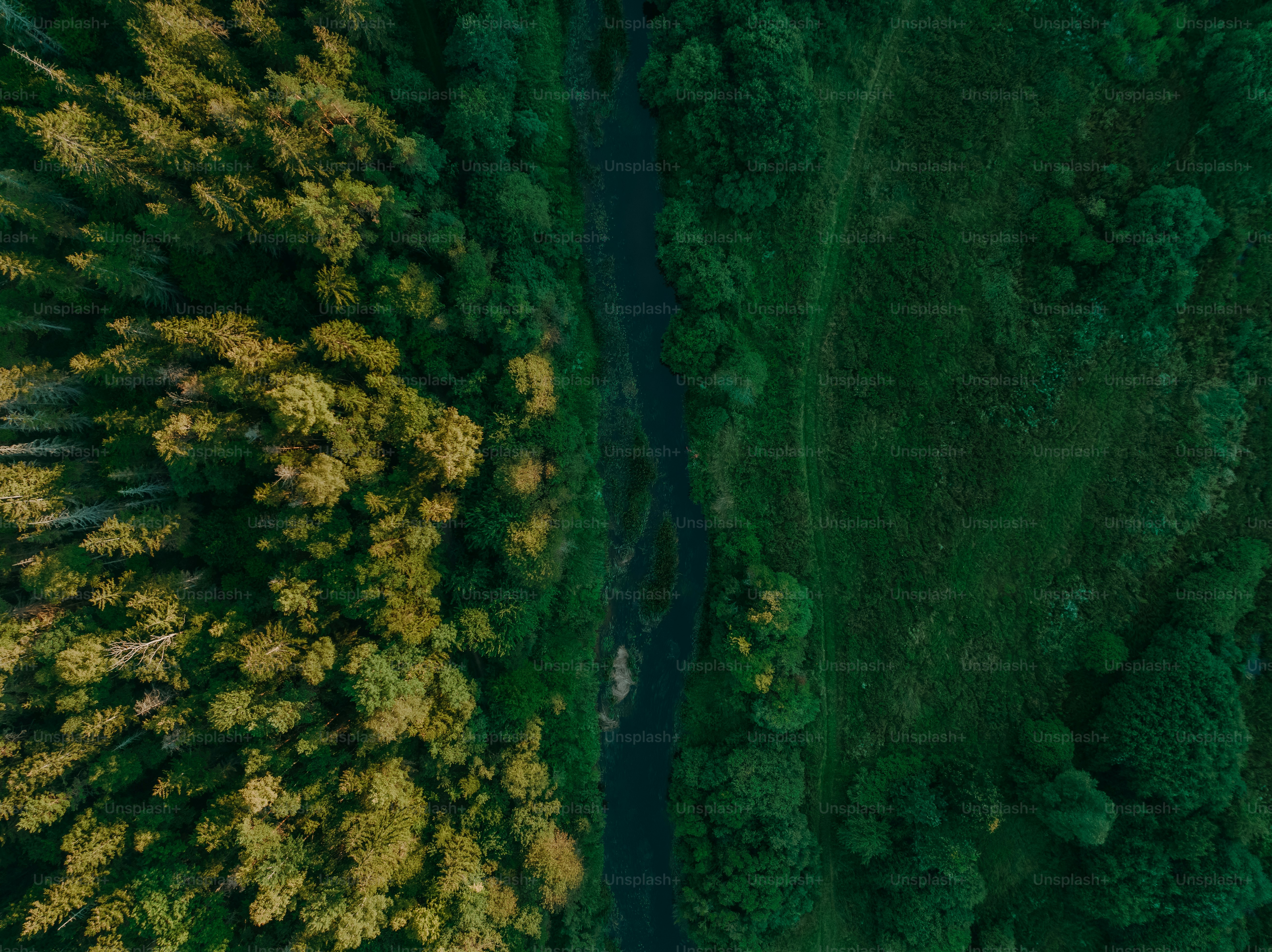 an aerial view of a river running through a lush green forest
