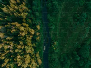 an aerial view of a river running through a lush green forest