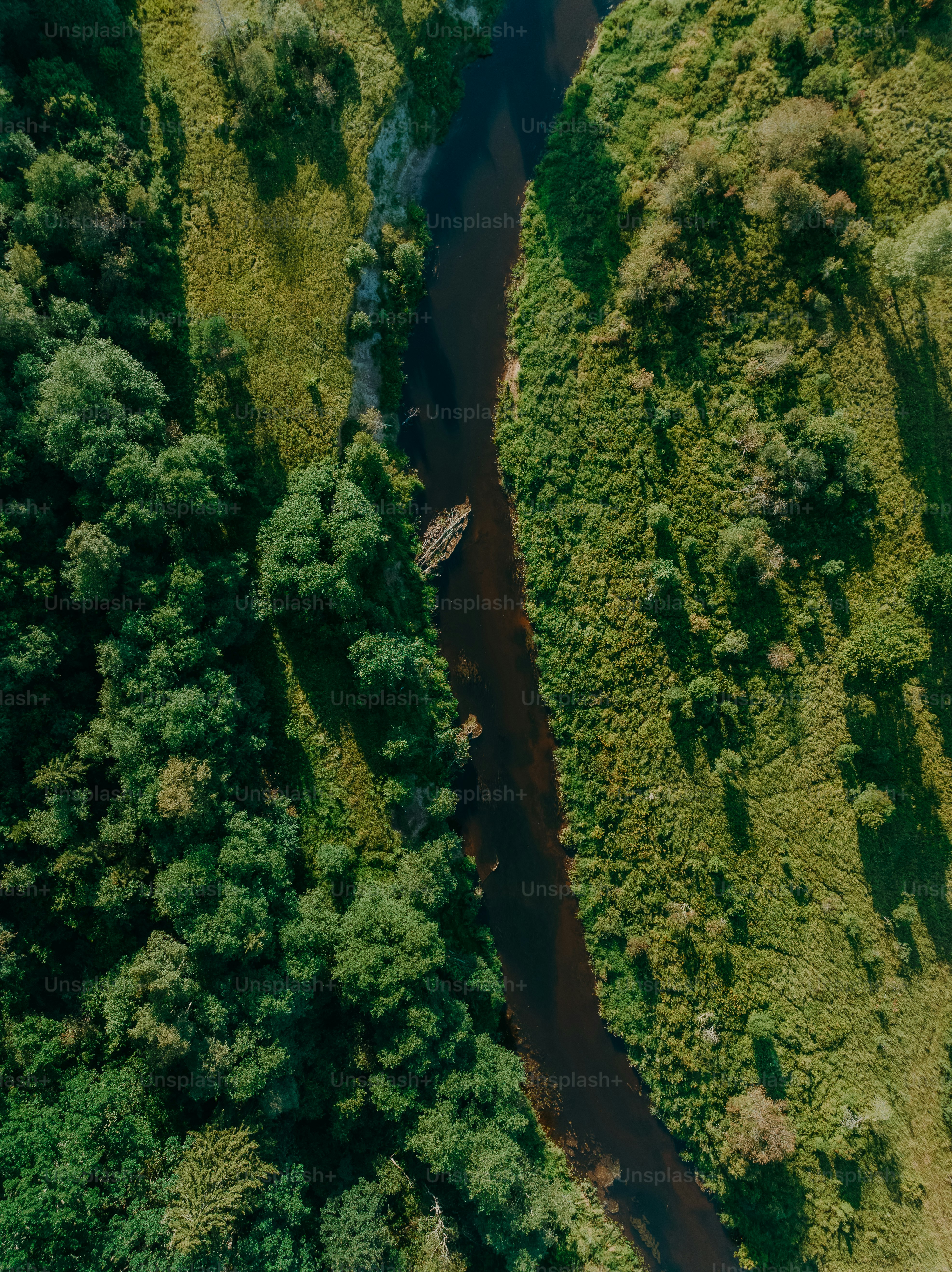 une rivière qui coule à travers une forêt verdoyante