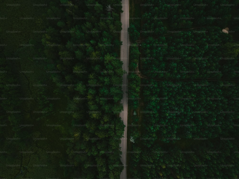 숲 한가운데에 있는 도로의 조감도