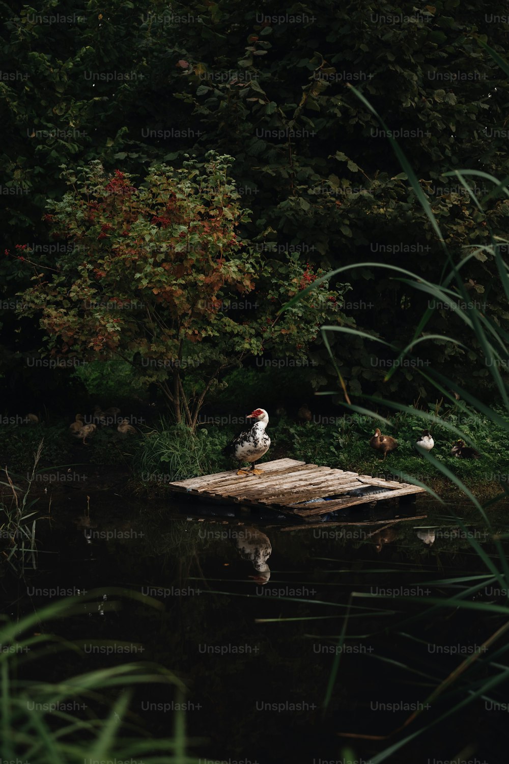 a bird sitting on a wooden plank in the water