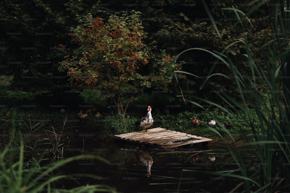 a couple of birds that are sitting on a dock