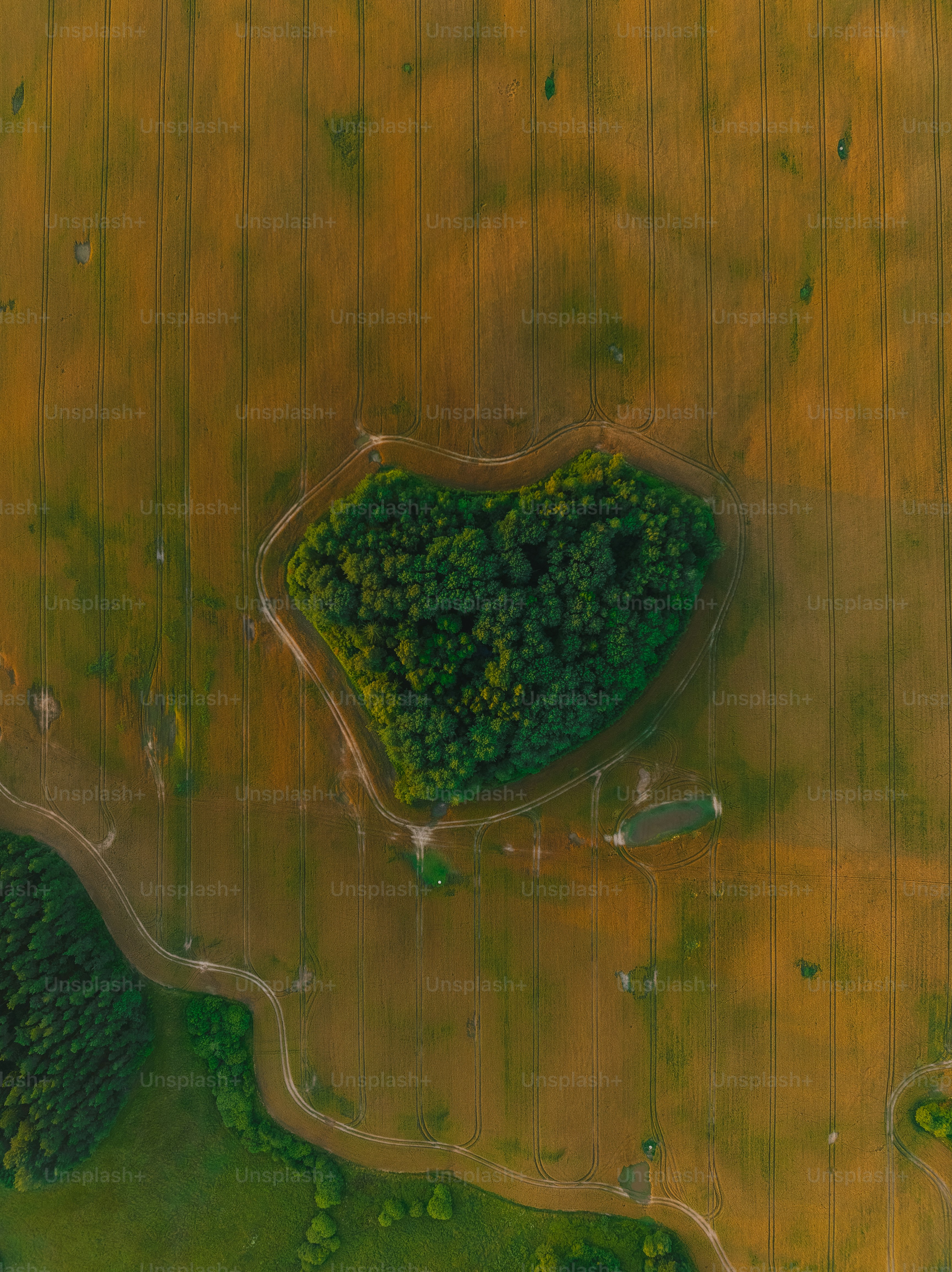 Una vista aérea de un árbol en forma de corazón