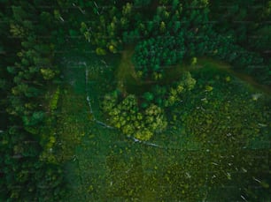 Une vue aérienne d’une forêt verdoyante