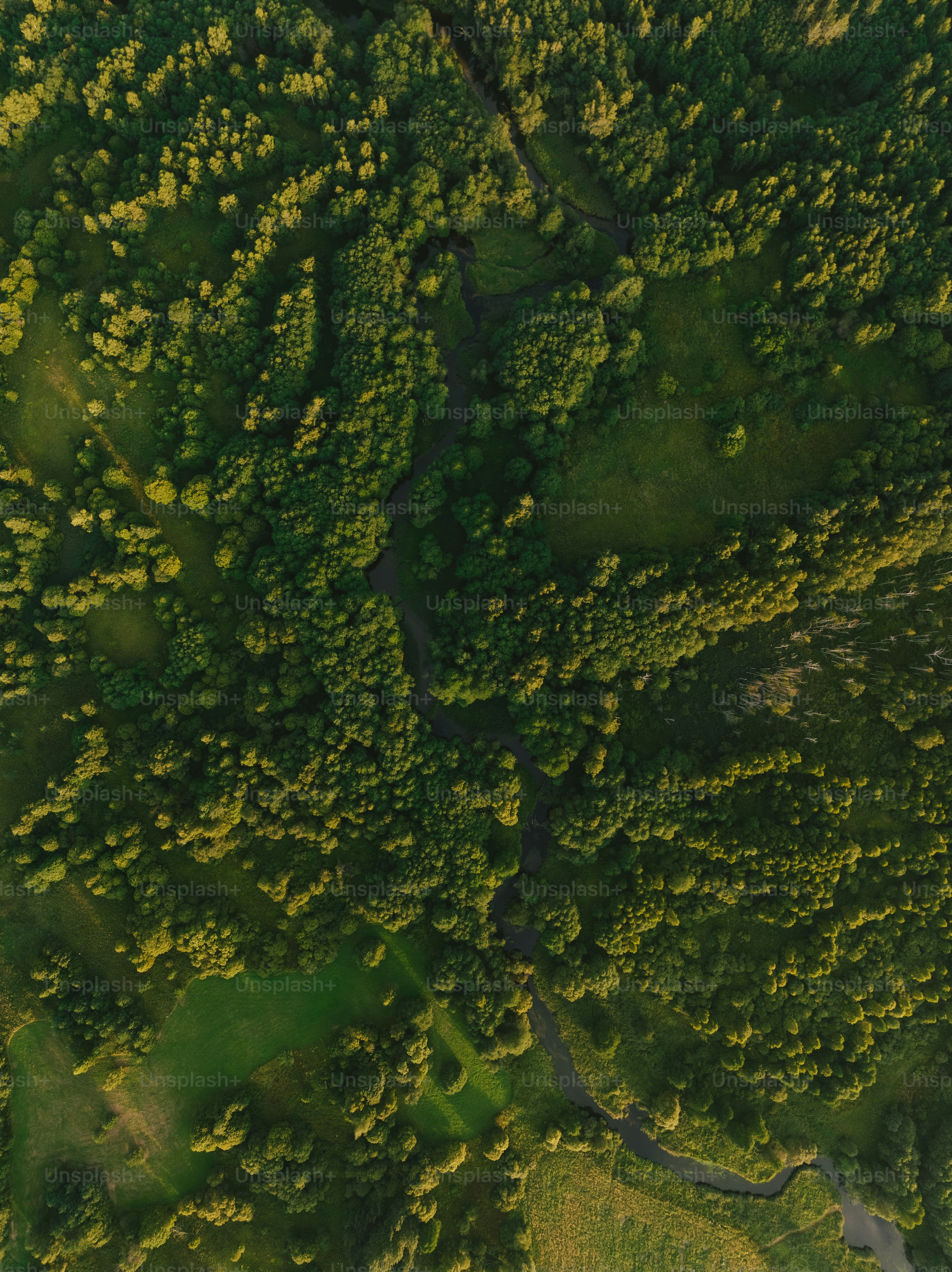 an aerial view of a lush green forest