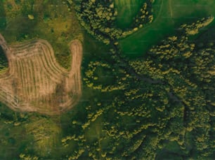 Eine Luftaufnahme einer unbefestigten Straße mitten in einem Wald