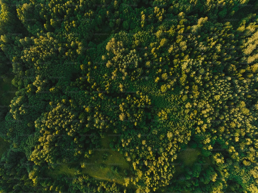 una veduta aerea di una lussureggiante foresta verde