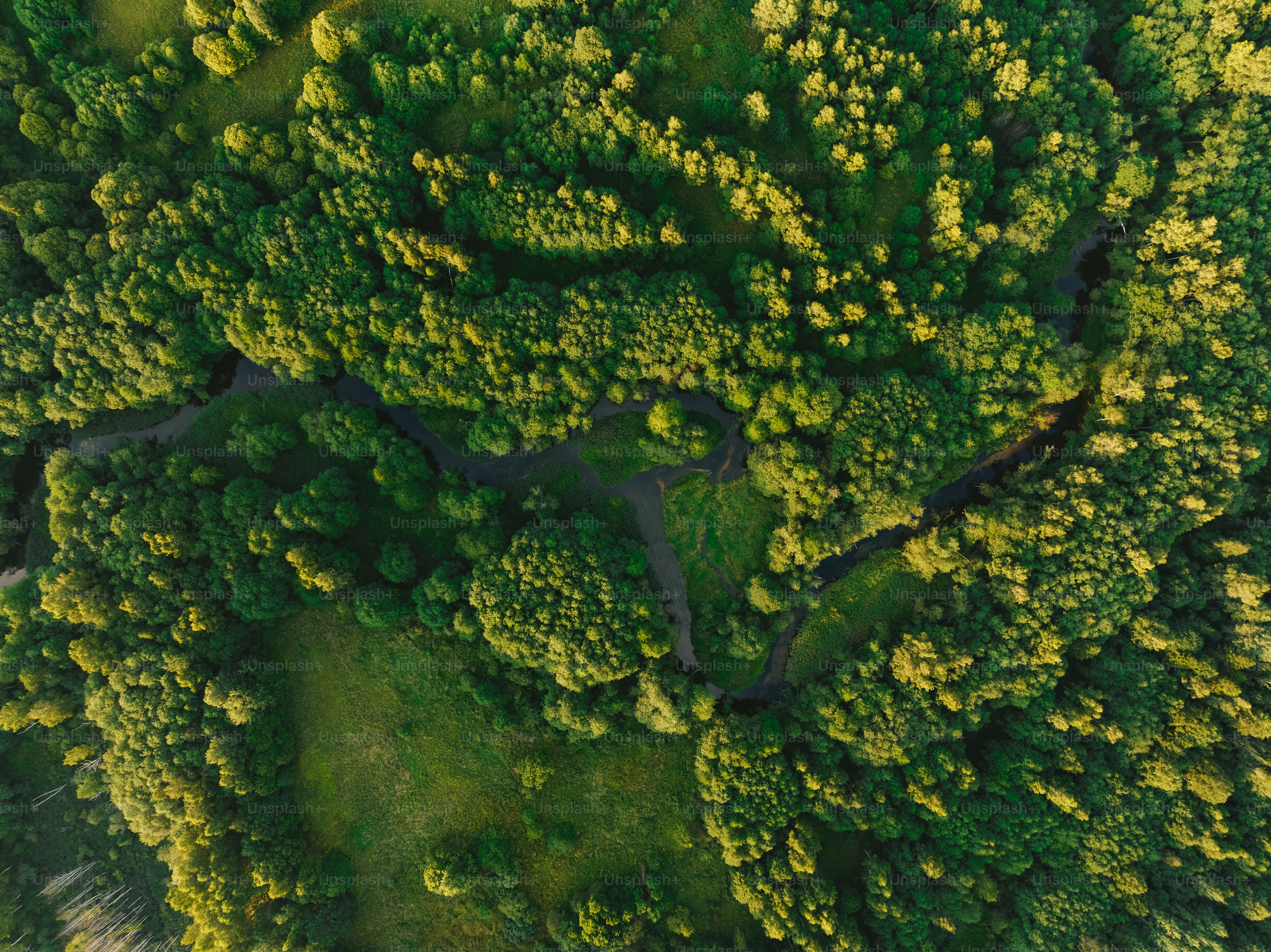 an aerial view of a lush green forest