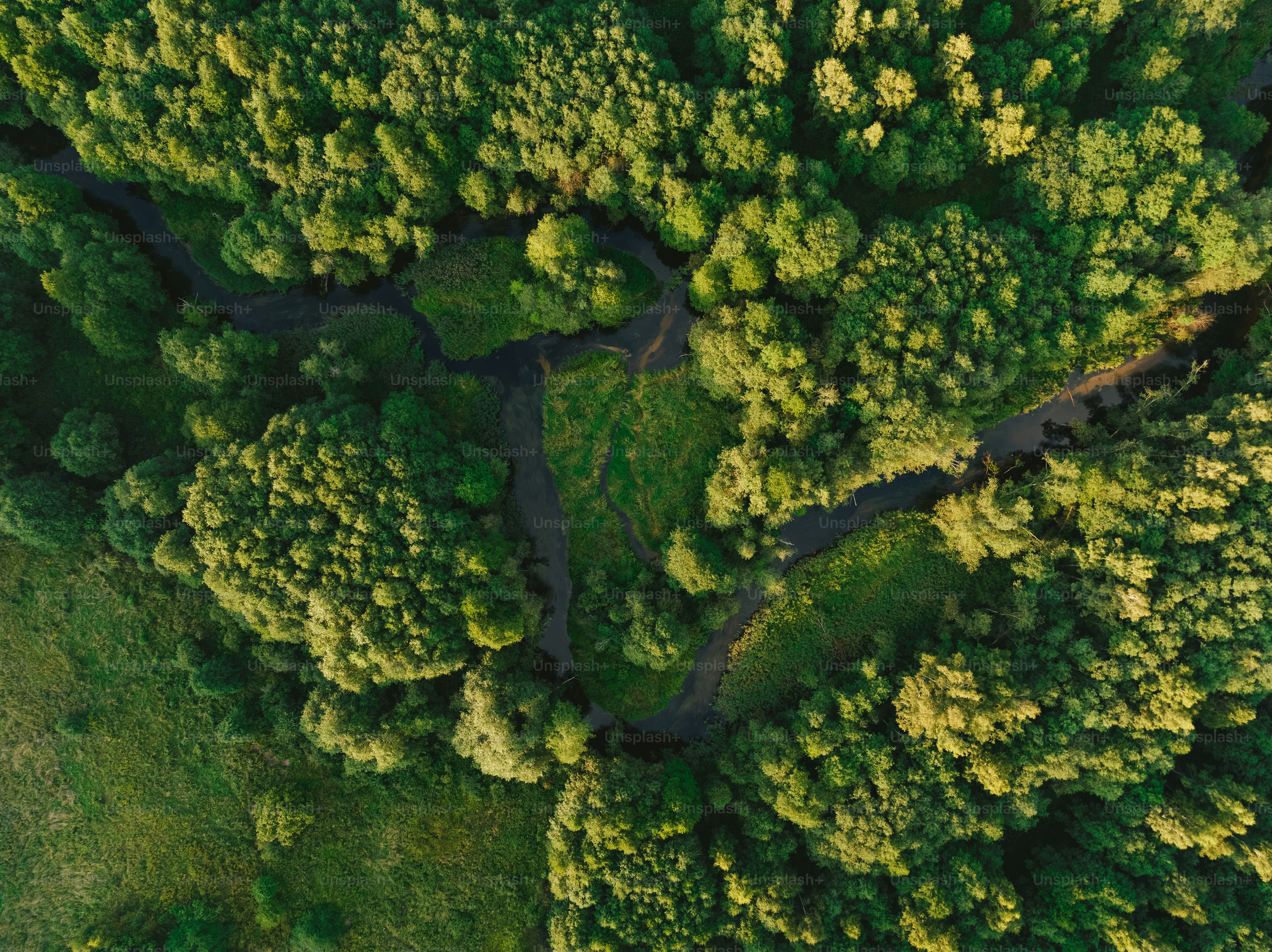 An aerial view of a lush green forest photo – Nature Image on Unsplash