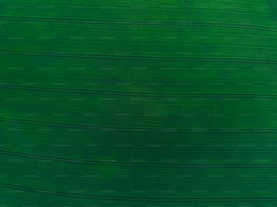 a green background with horizontal lines in the center