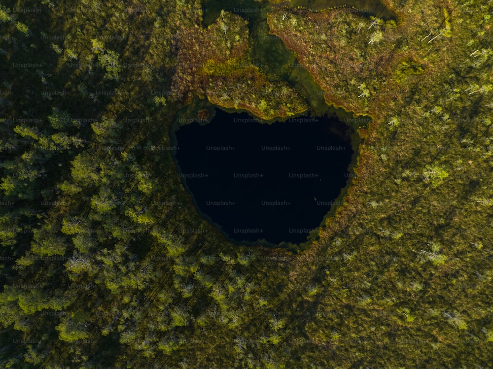 a large hole in the middle of a forest