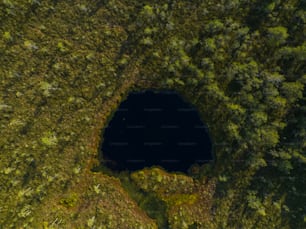 숲 한가운�데에 있는 큰 구멍