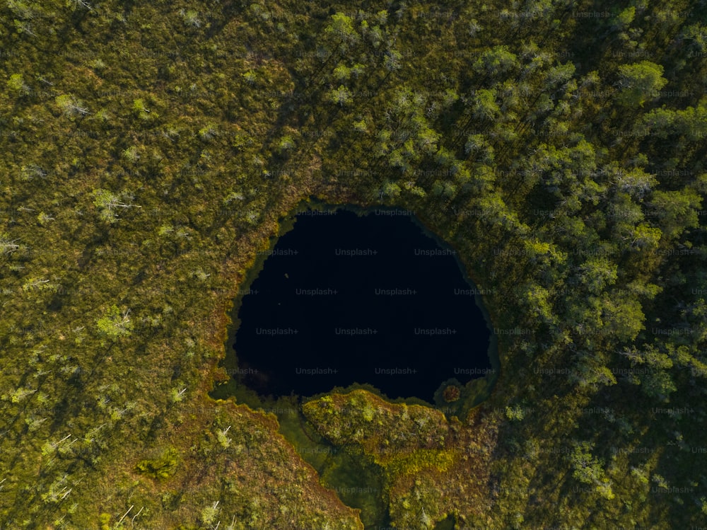 um grande buraco no meio de uma floresta