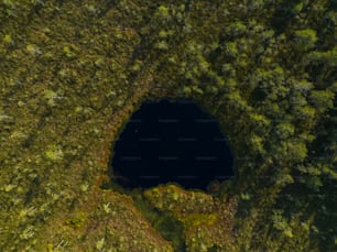 a large hole in the middle of a forest