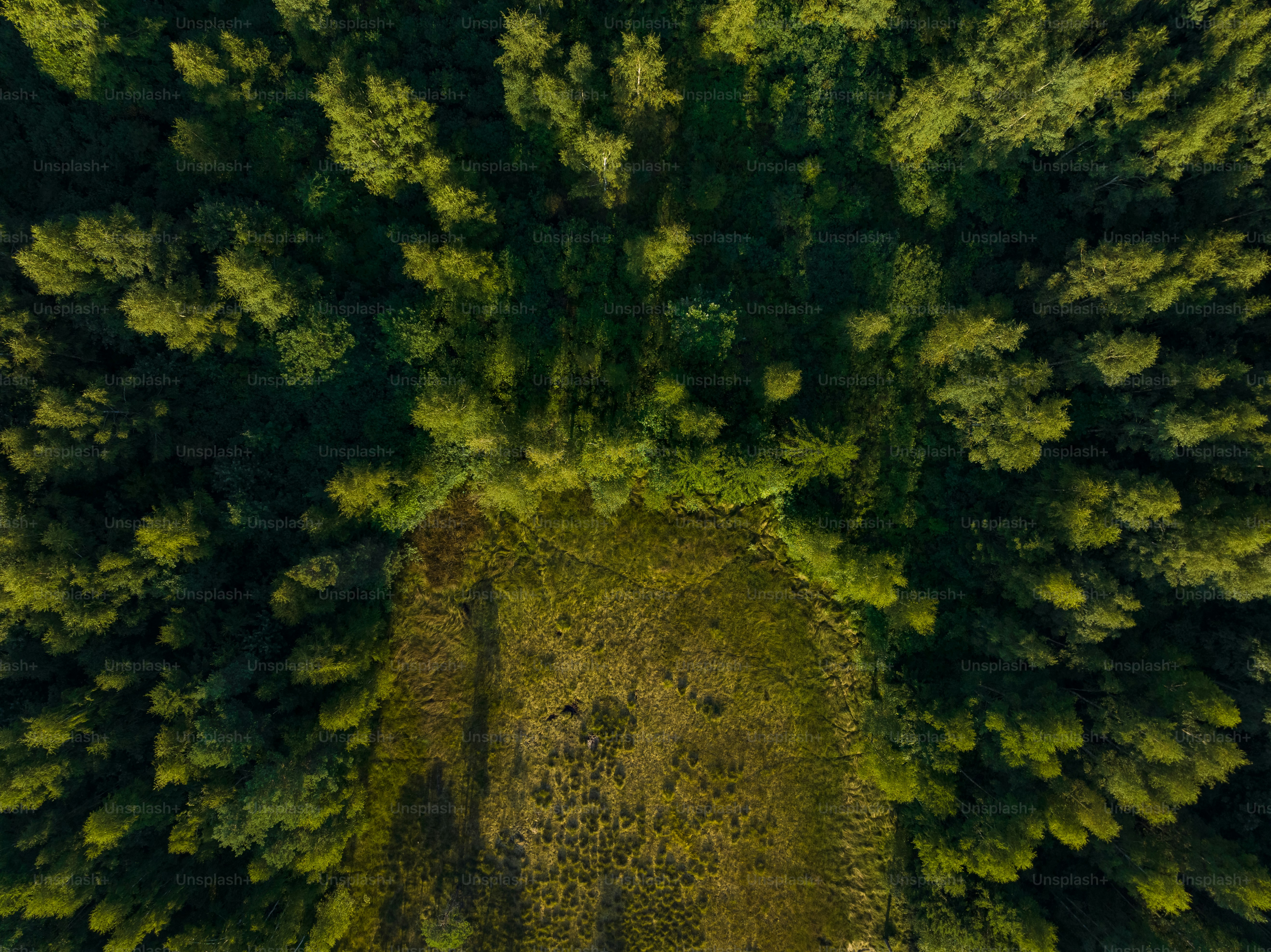 An aerial view of a lush green forest photo – Nature Image on Unsplash
