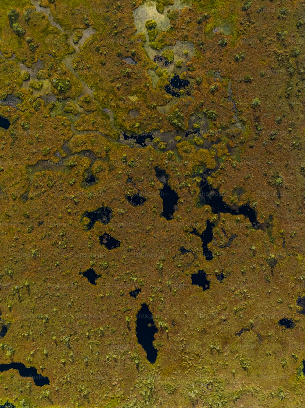 水の多い芝生エリアの空中写真