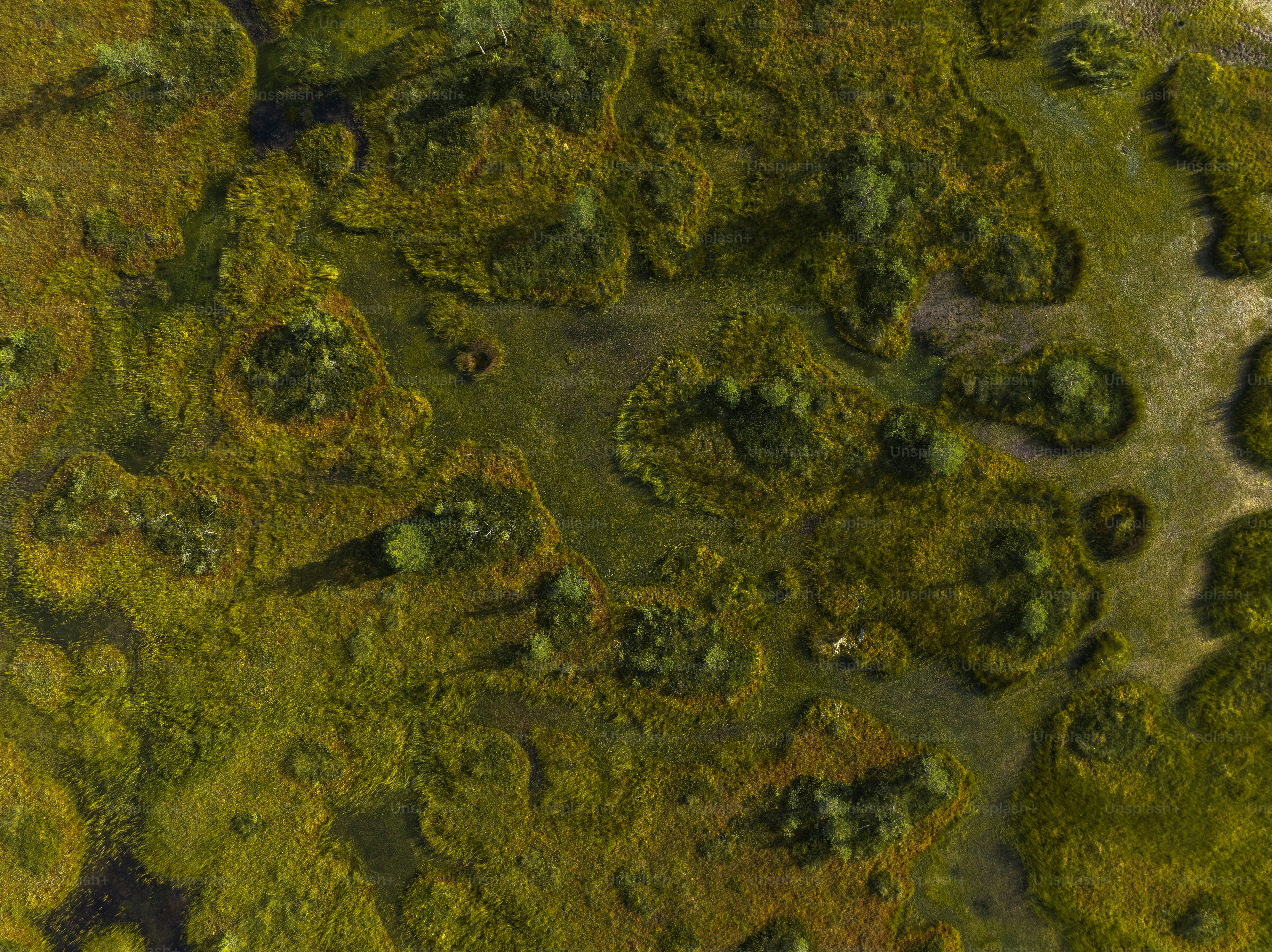 An aerial view of a grassy area with trees photo – Trees Image on Unsplash