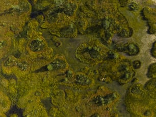 an aerial view of a grassy area with trees