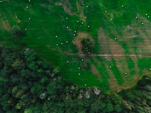 an aerial view of a lush green field