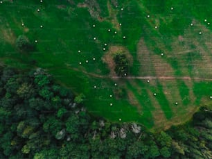uma vista aérea de um campo verde exuberante