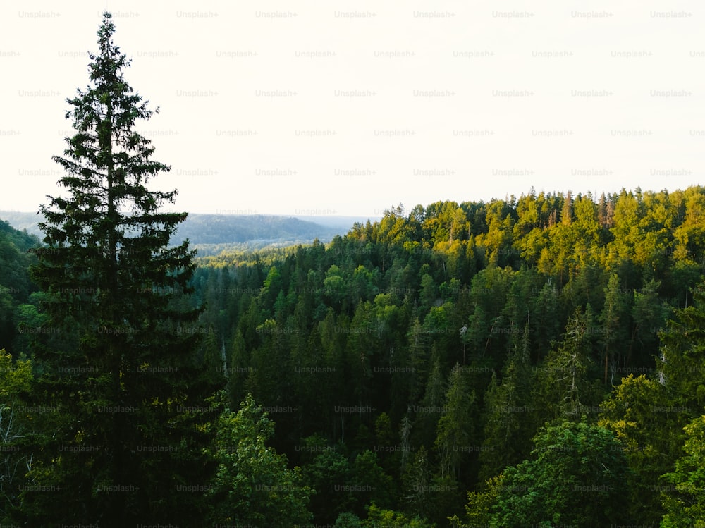 Une forêt remplie de nombreux arbres verts