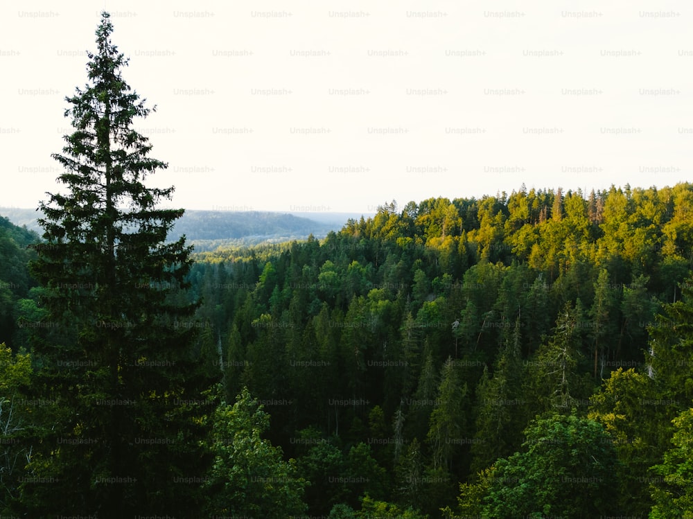 uma floresta cheia de muitas �árvores verdes
