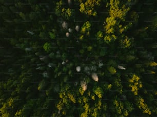 Una vista desde arriba de un bosque con muchos árboles