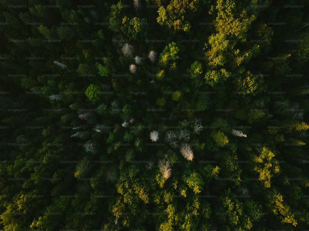 uma vista de cima de uma floresta com muitas árvores
