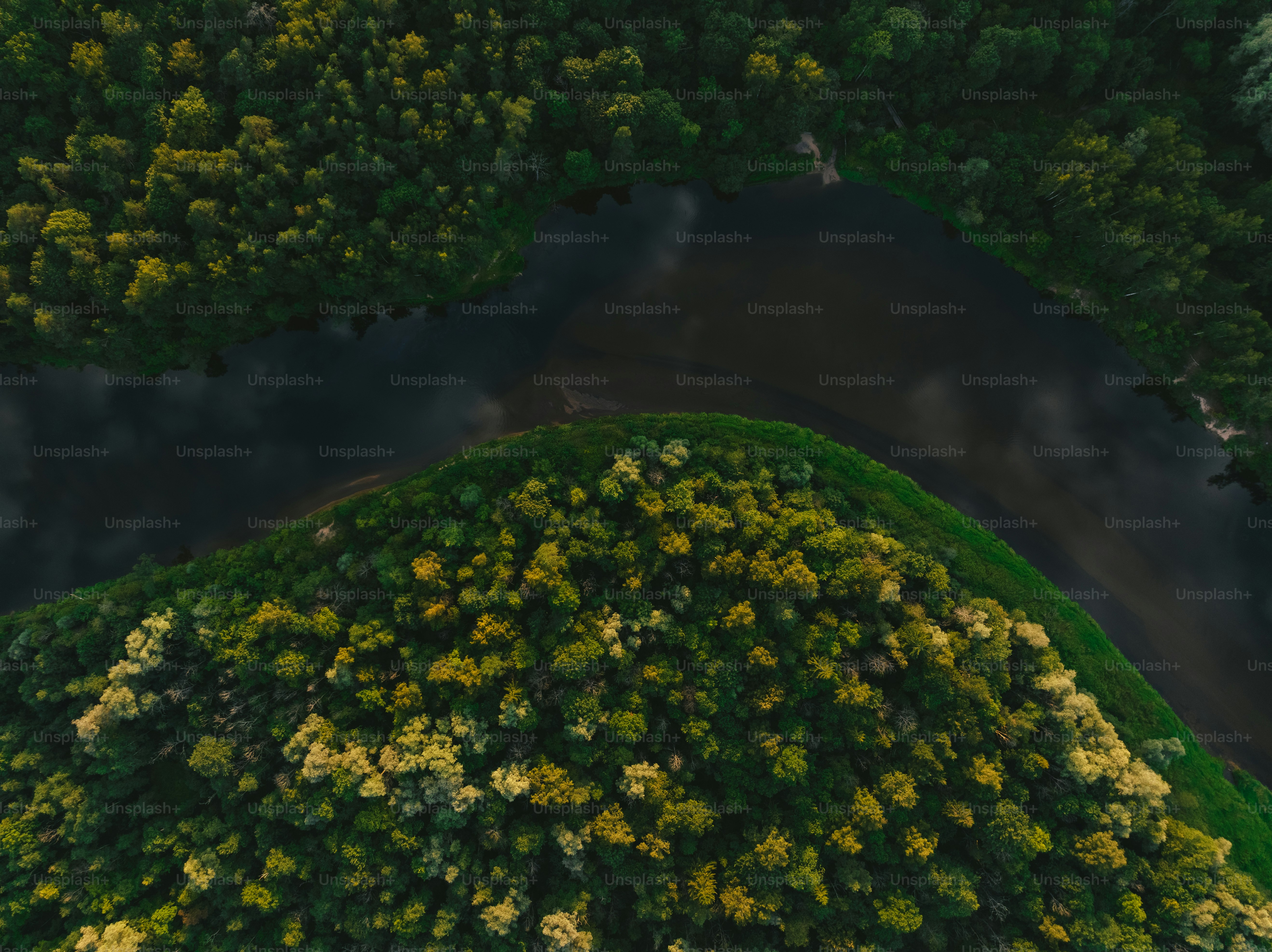 an aerial view of a lush green forest