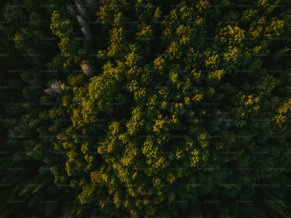 an aerial view of a forest with lots of trees