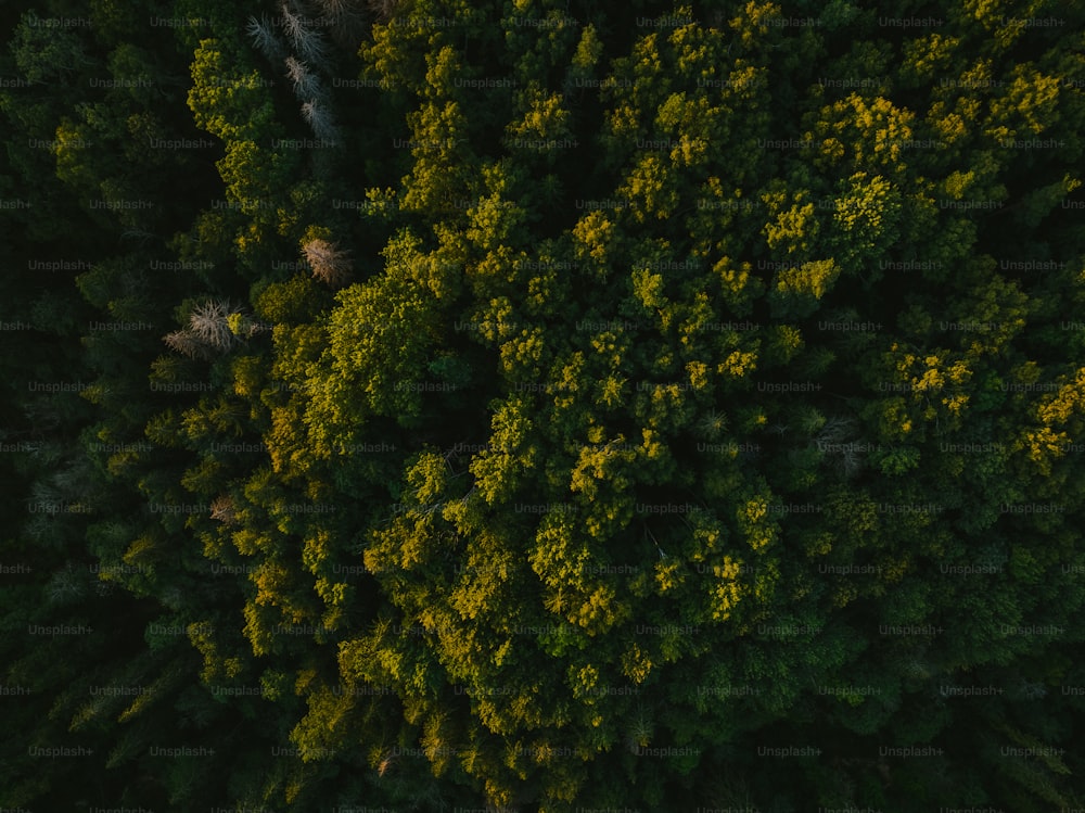 Une vue aérienne d’une forêt avec beaucoup d’arbres