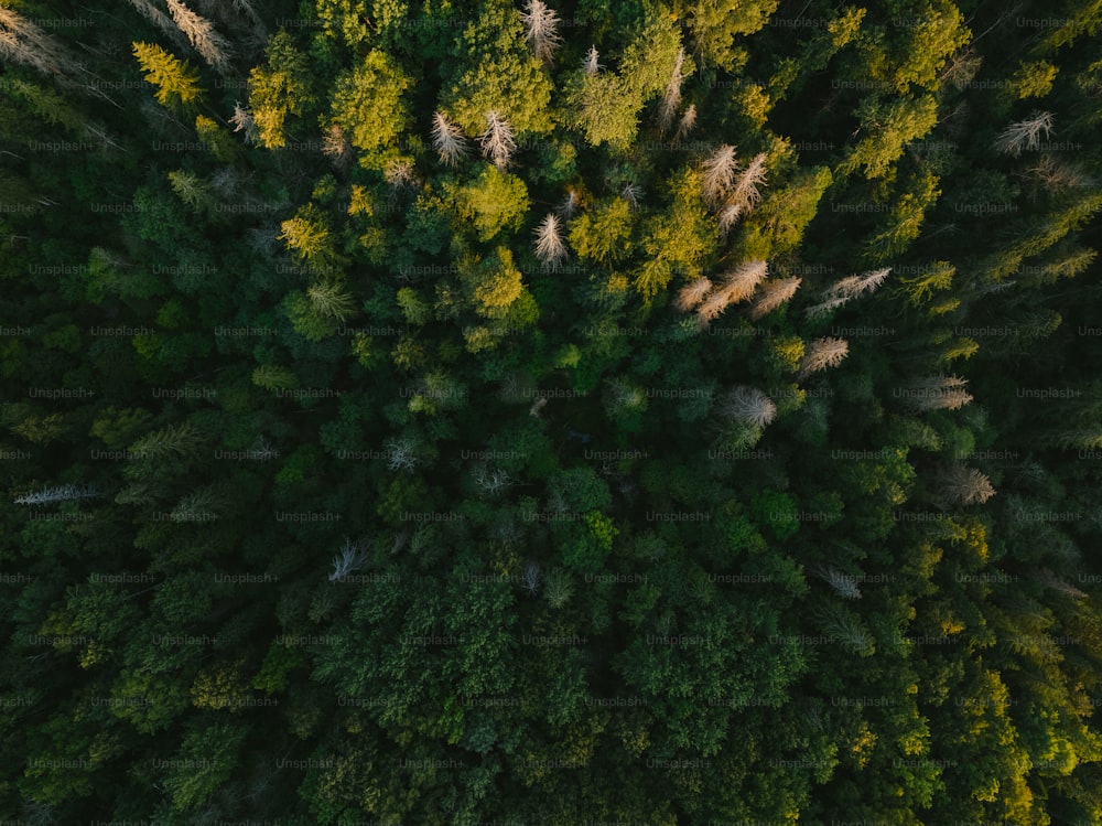 an aerial view of a forest with lots of trees