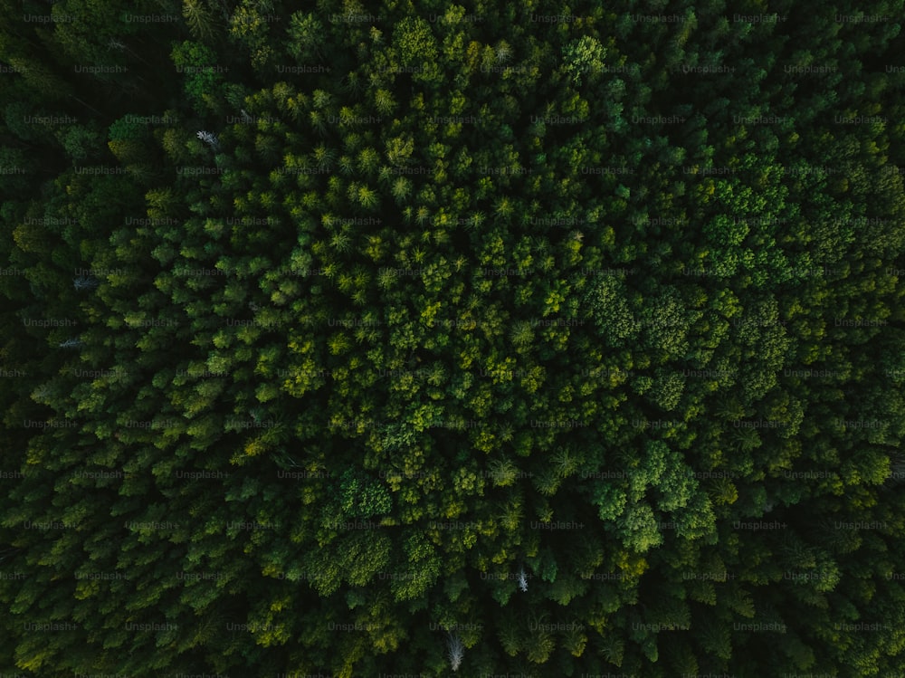 たくさんの木々のある森の空撮