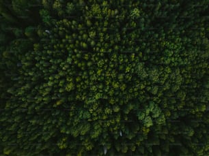 an aerial view of a forest with lots of trees