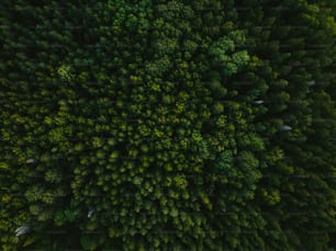 an aerial view of a green forest with lots of trees