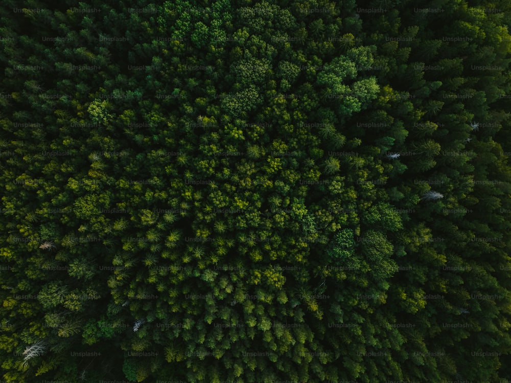 an aerial view of a green forest with lots of trees