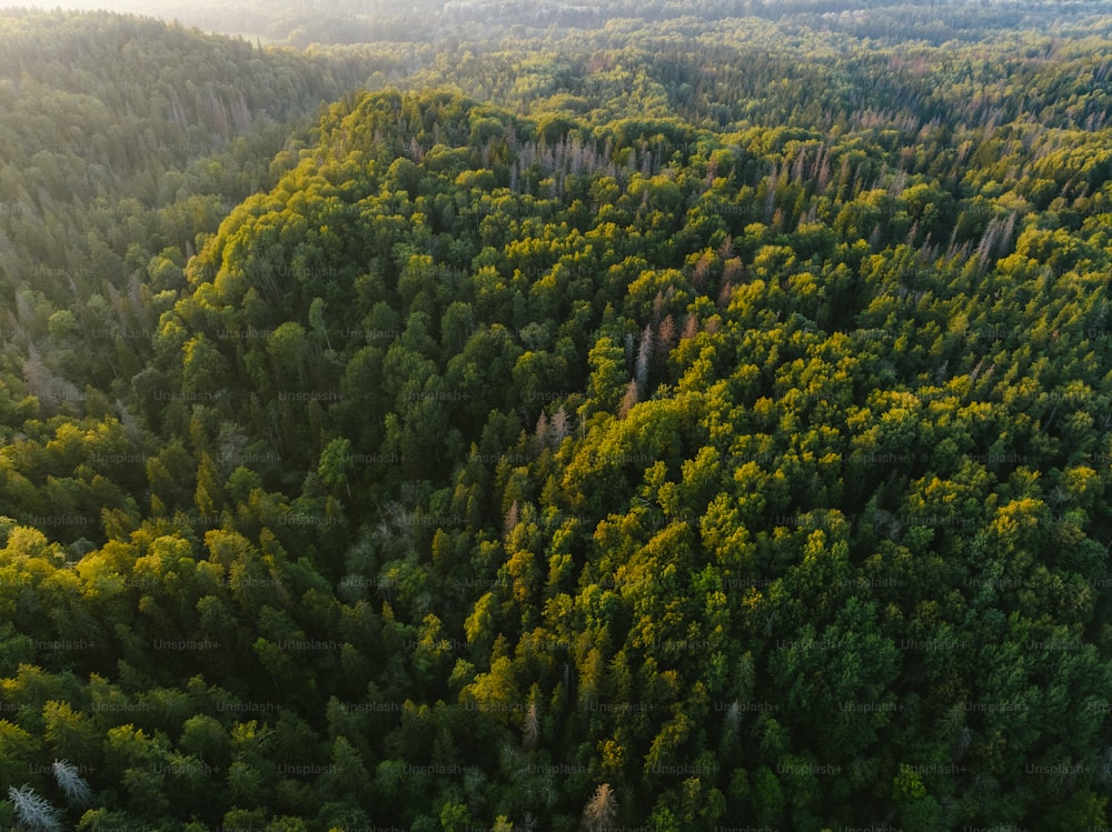 an aerial view of a forest with lots of trees