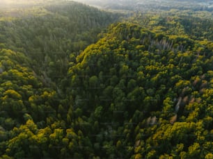 Ein großer Wald mit vielen grünen Bäumen