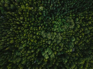 an aerial view of a forest with lots of trees