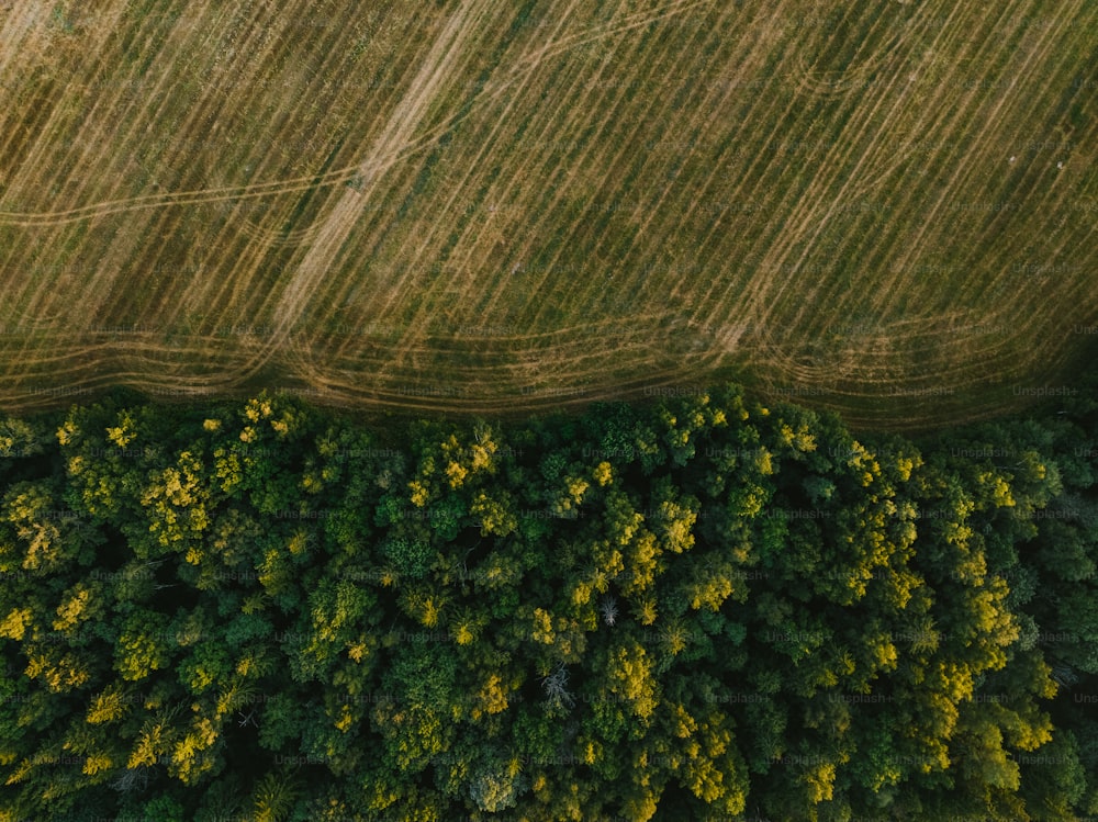 an aerial view of a field and trees
