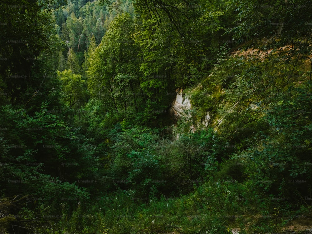 Un bosque lleno de muchos árboles verdes