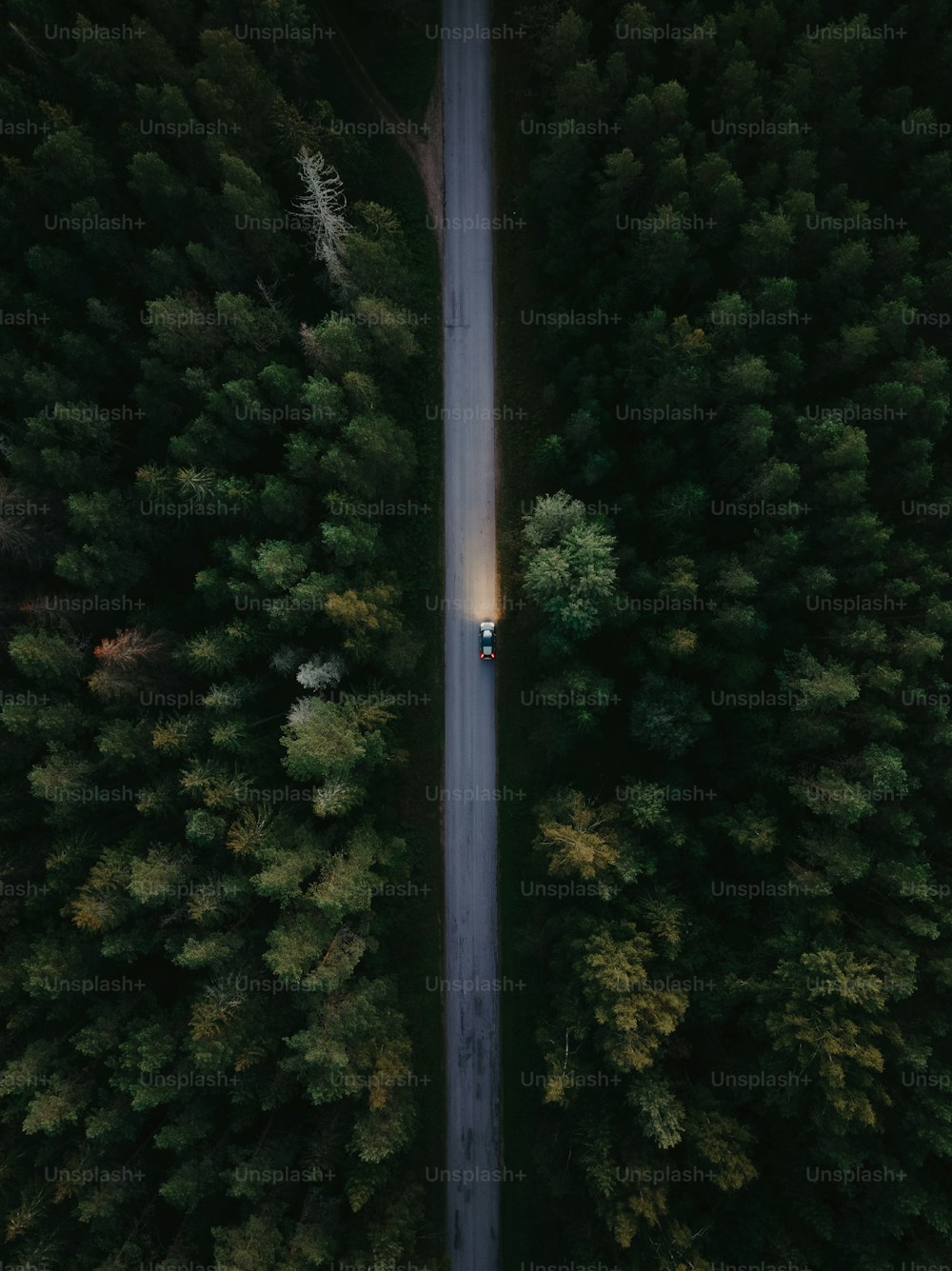 나무로 둘러싸인 도로를 달리는 자동차