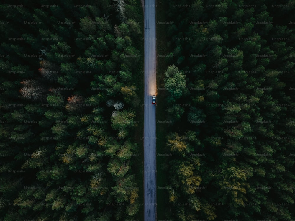 a car driving down a road in the middle of a forest